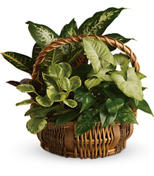 Emerald Garden Basket from Schultz Florists, flower delivery in Chicago